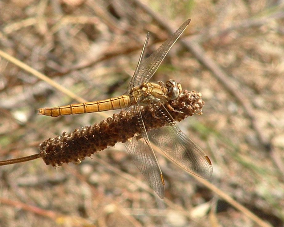 Orthetrum brunneum